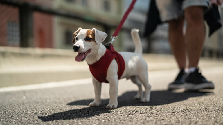 Read more about the article Hundesele test 2022 – Hvilken hundesele er bedst?