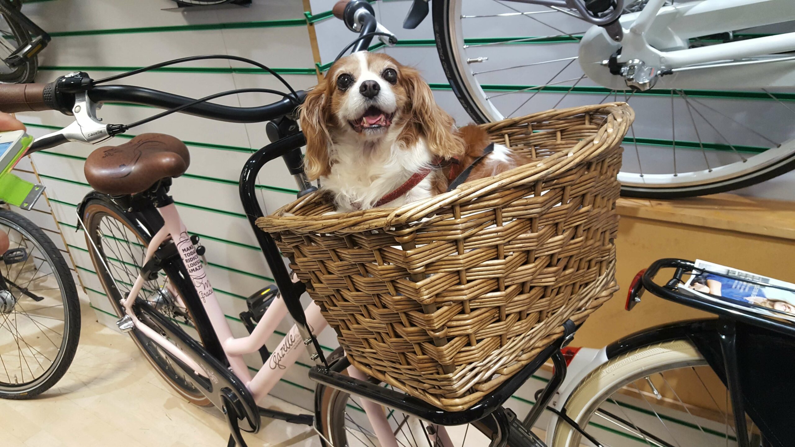 Read more about the article Her er de 6 bedste cykelkurve, egnet til at bære  hunde
