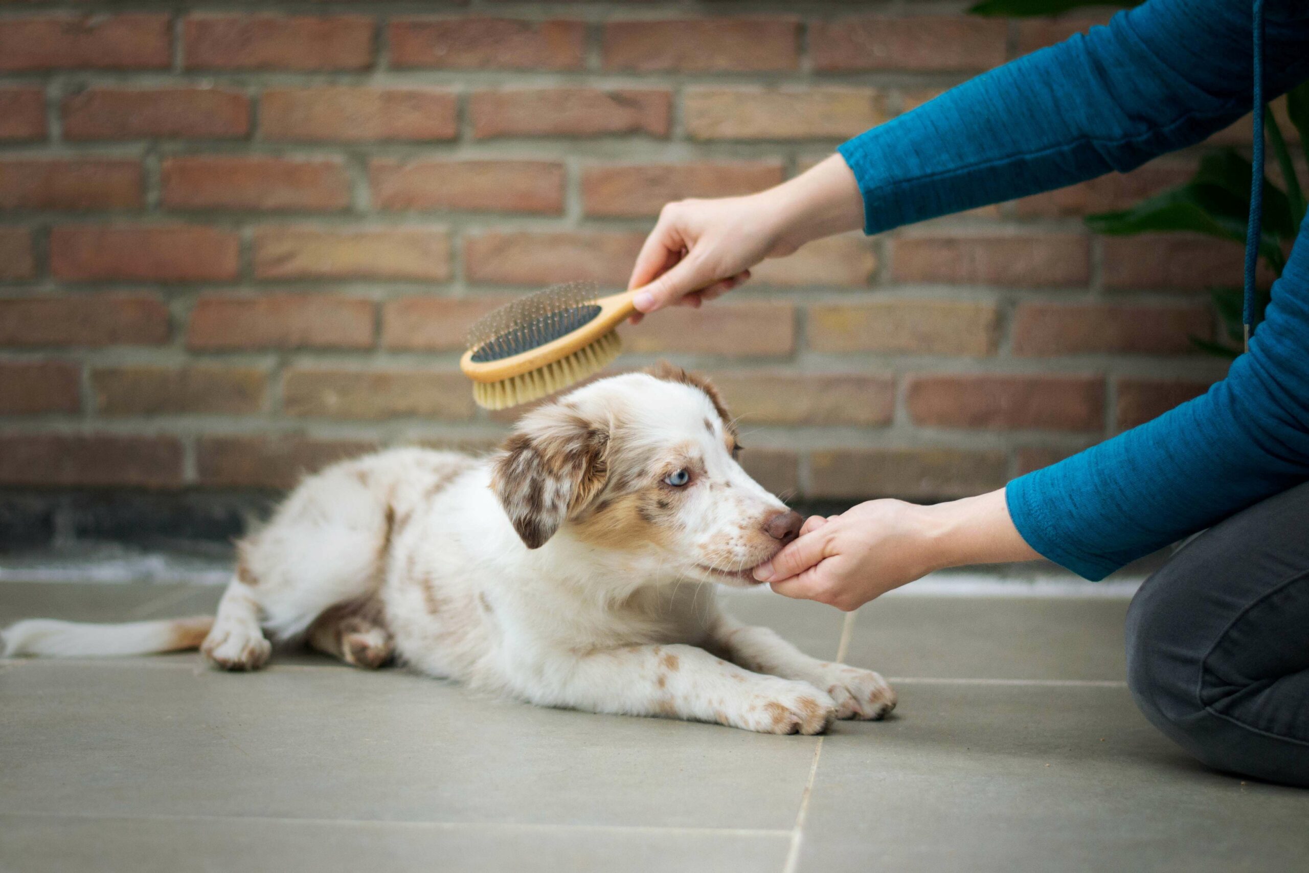 Read more about the article Test af hundebørste – hvilken børste egner sig bedst til din hund?