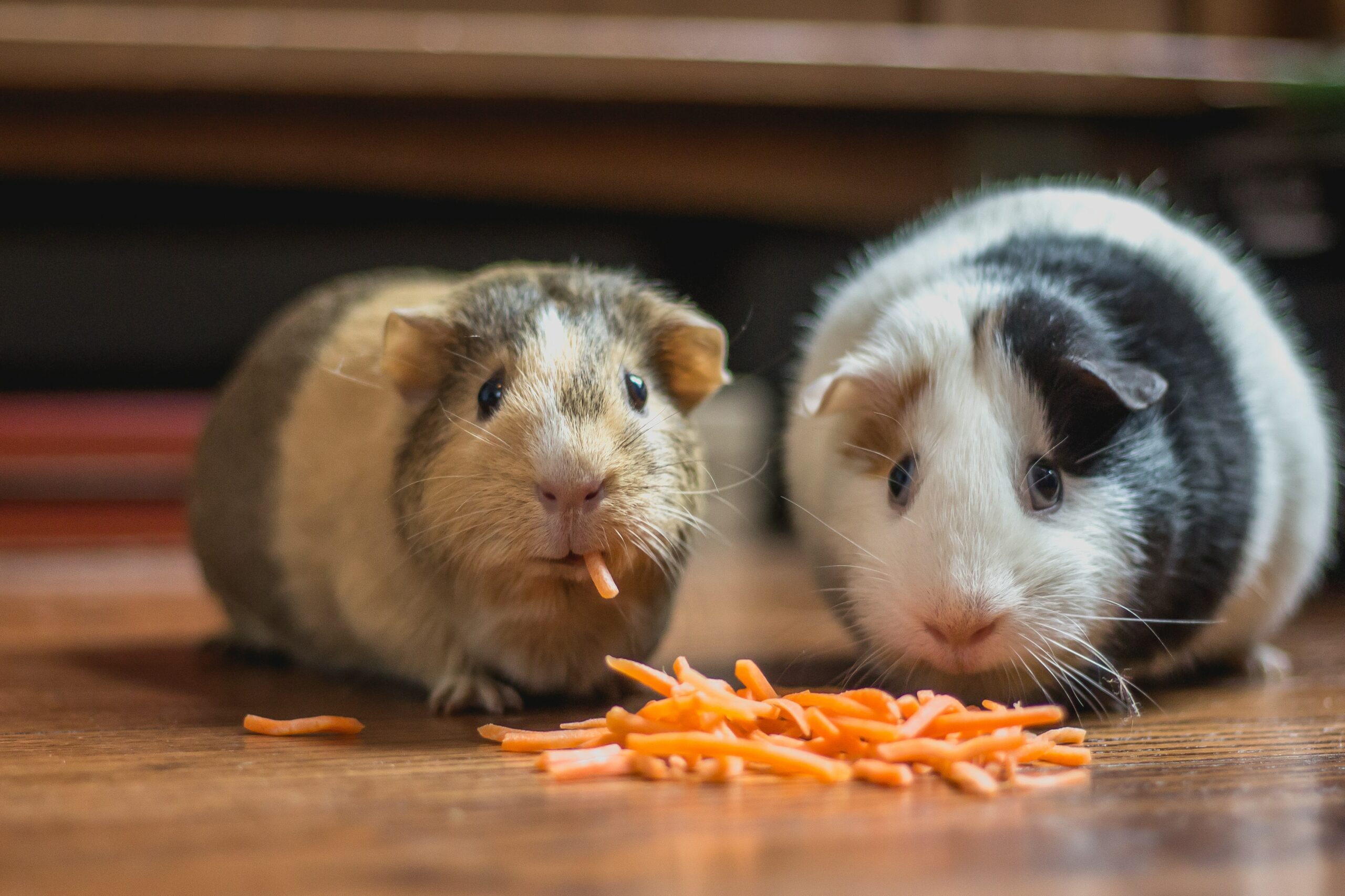 Read more about the article Hamster foder test | Se de 6 udvalgte produkter i 2023