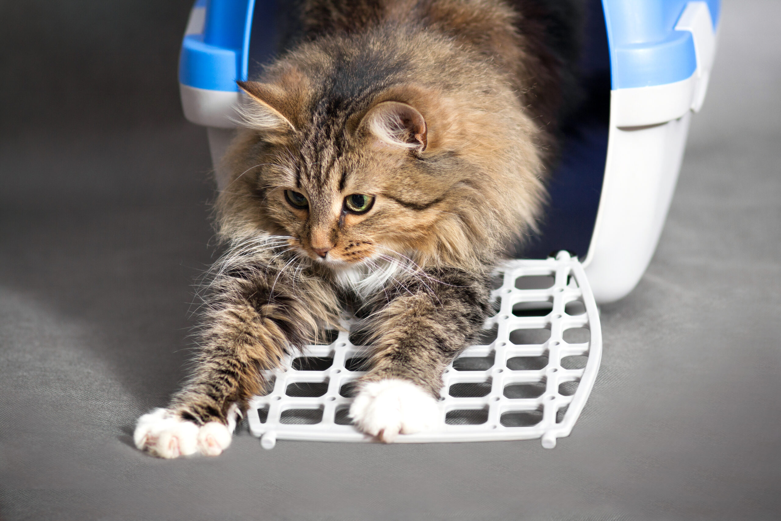 Read more about the article Her har vi samlet de 7 bedste transportkasser til katte