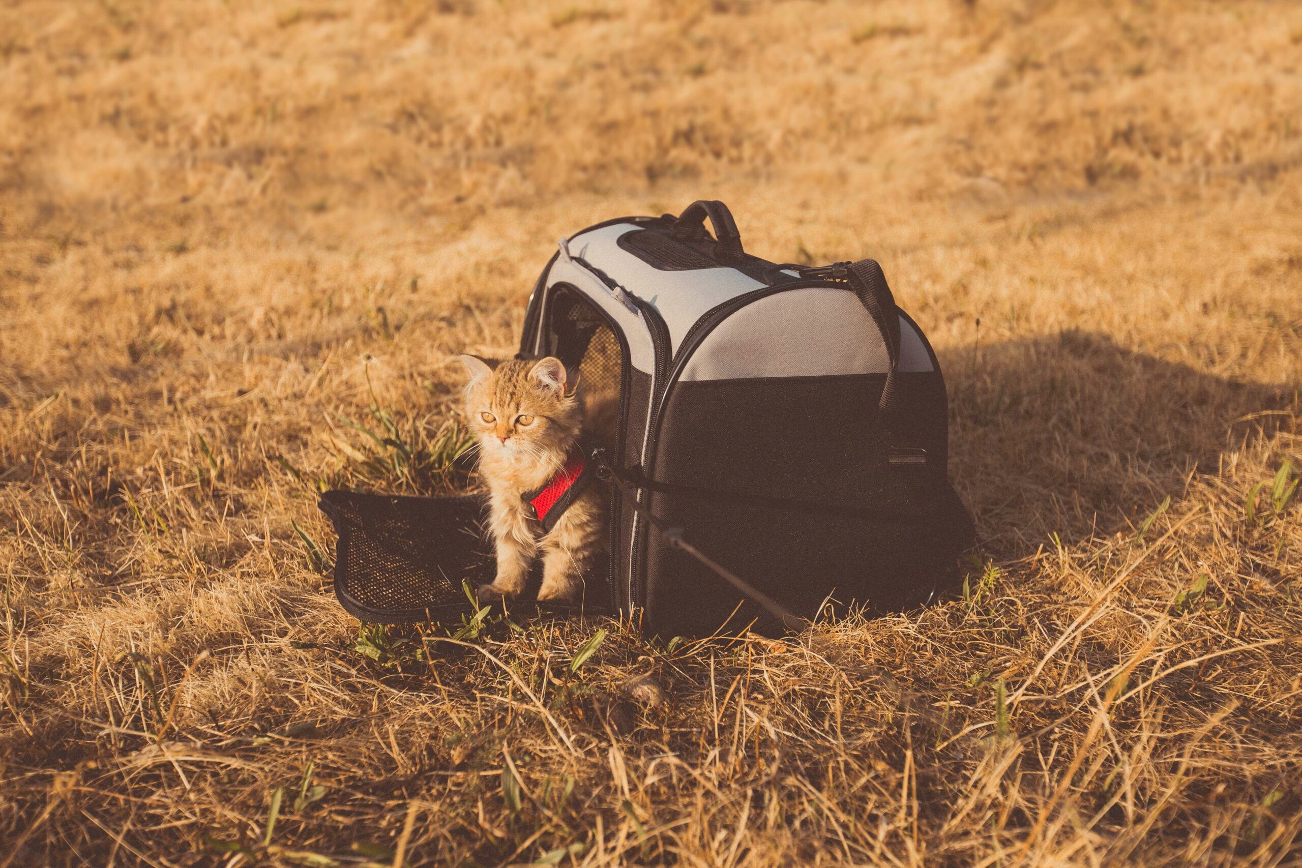 Read more about the article Her er de bedste rygsække, beregnet til at bære katte